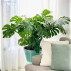 Monstera Deliciosa en maceta