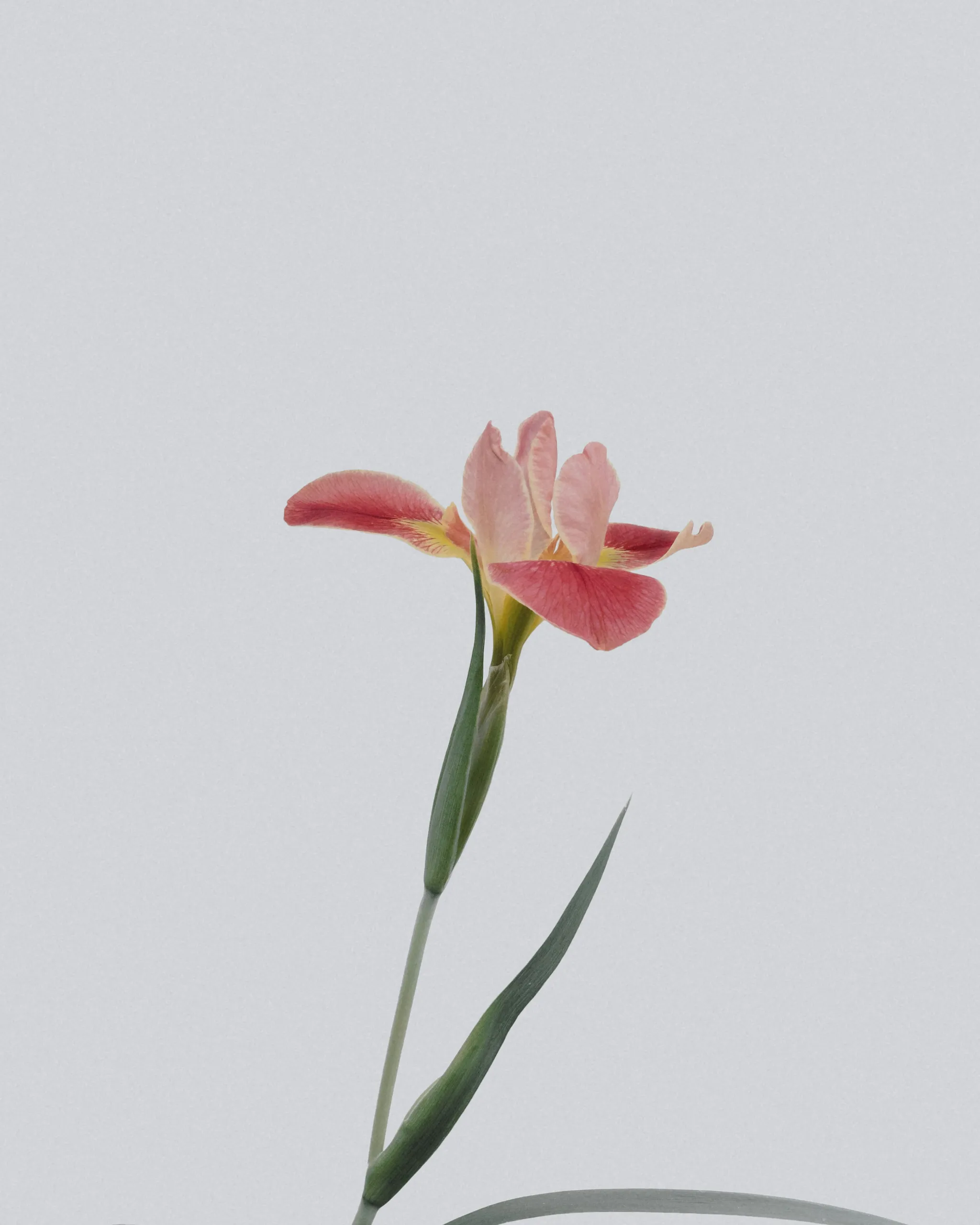 Iris rosa sobre fondo pastel