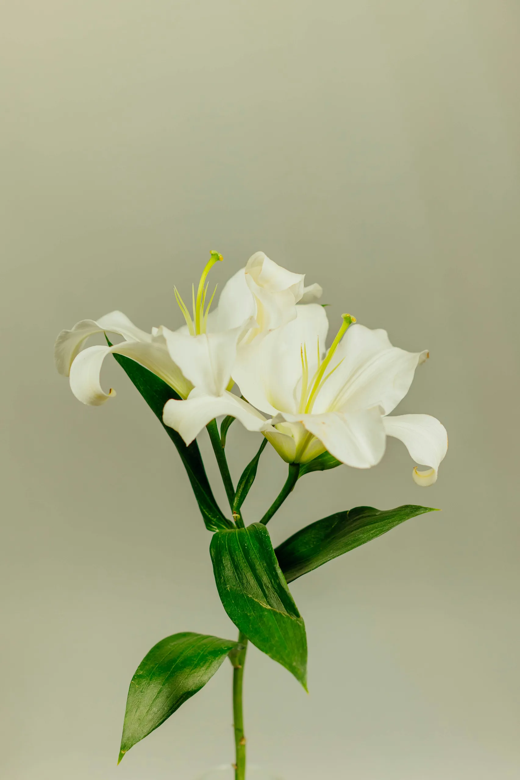 Lirio blanco sobre fondo pastel