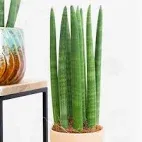 Sansevieria en maceta moderna