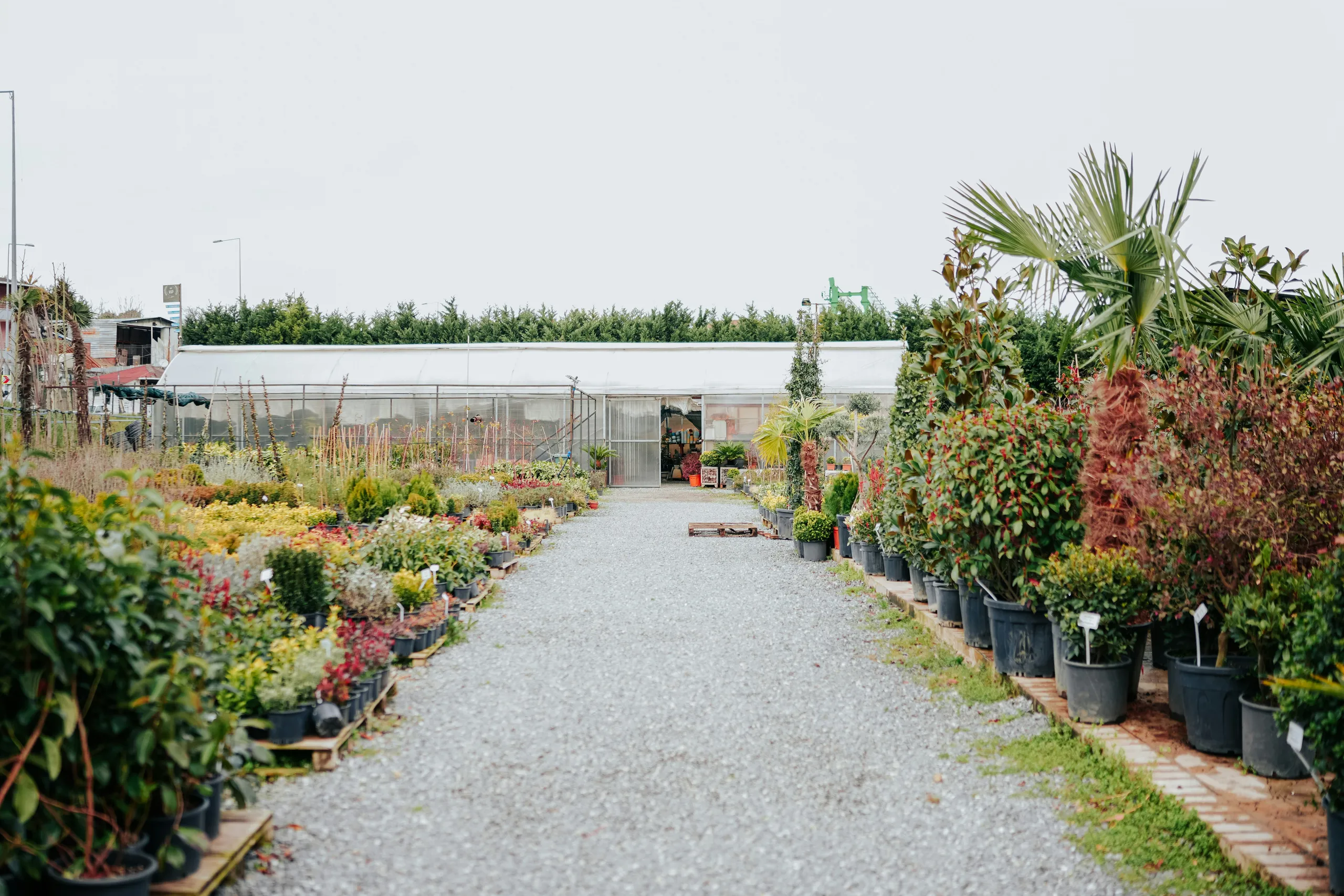 Pasillo del centro de jardinería lleno de plantas en macetas