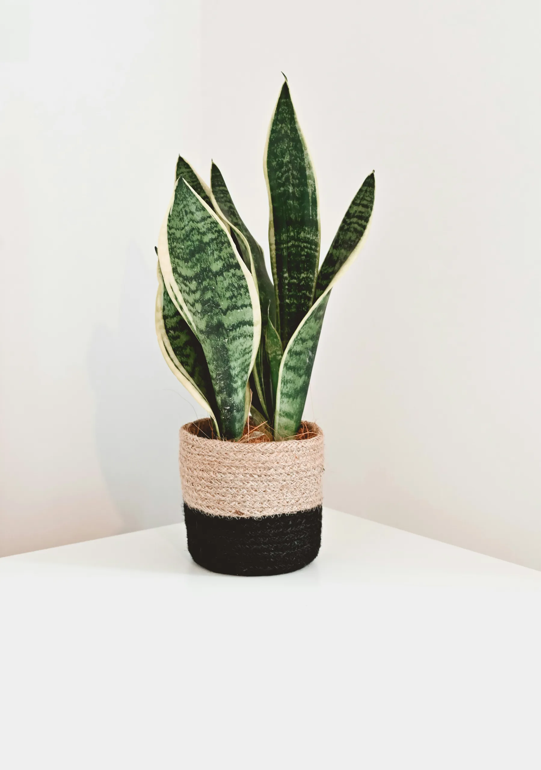 Ficus Lyrata de hojas grandes