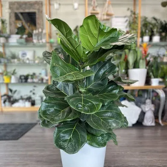 Ficus Lyrata de hojas grandes