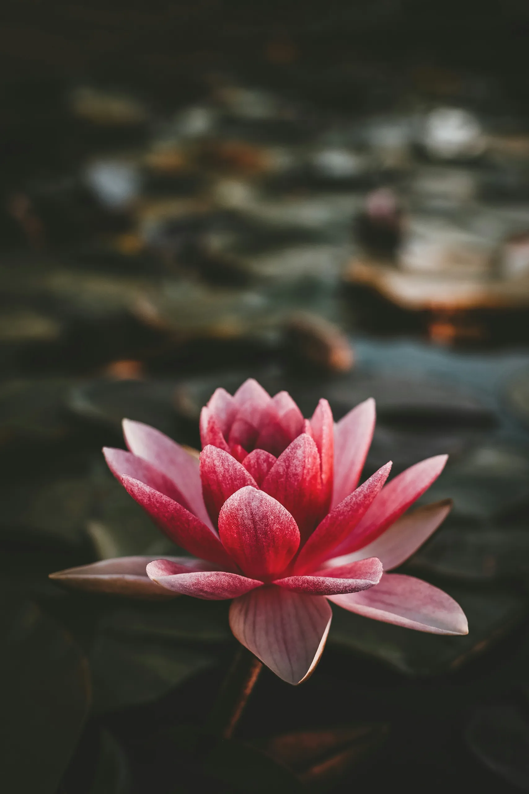 Flor de loto rosa sobre el agua